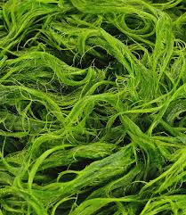 Organic Microalgae
